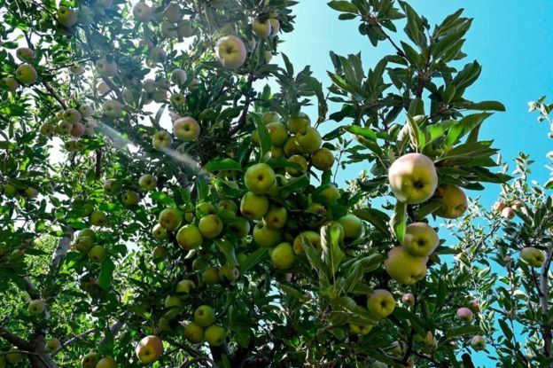 Lockdown in Kashmir: 'Local economy has lost more than a billion dollars' 2 An apple orchard in the Shopian District